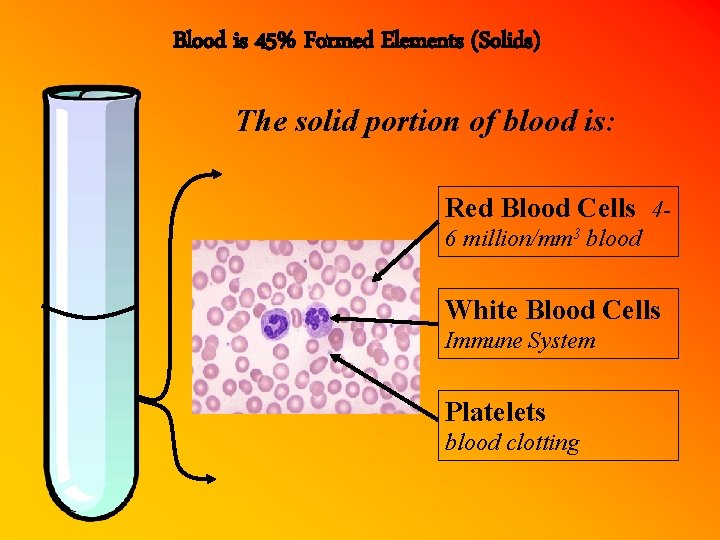Blood is 45% Formed Elements (Solids) The solid portion of blood is: Red Blood