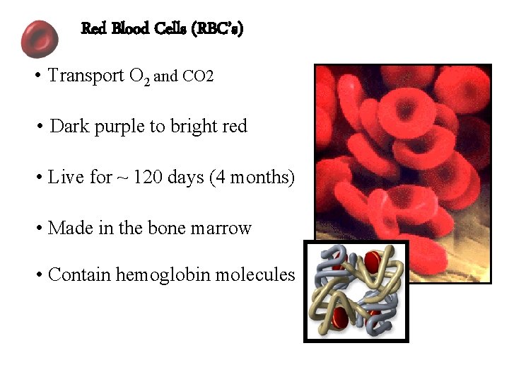 Red Blood Cells (RBC’s) • Transport O 2 and CO 2 • Dark purple
