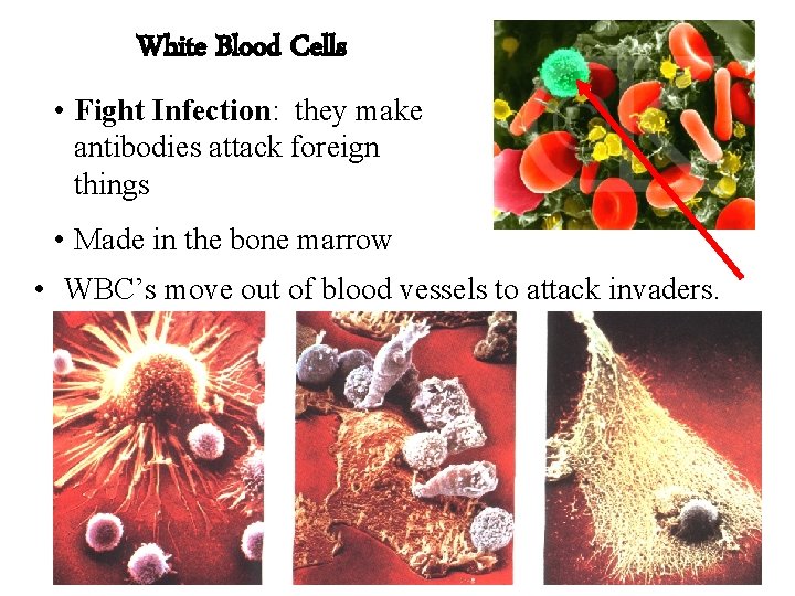 White Blood Cells • Fight Infection: they make antibodies attack foreign things • Made