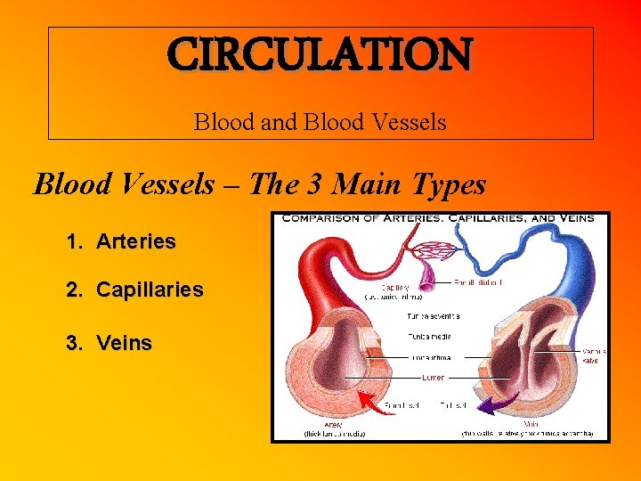 CIRCULATION Blood and Blood Vessels – The 3 Main Types 1. Arteries 2. Capillaries