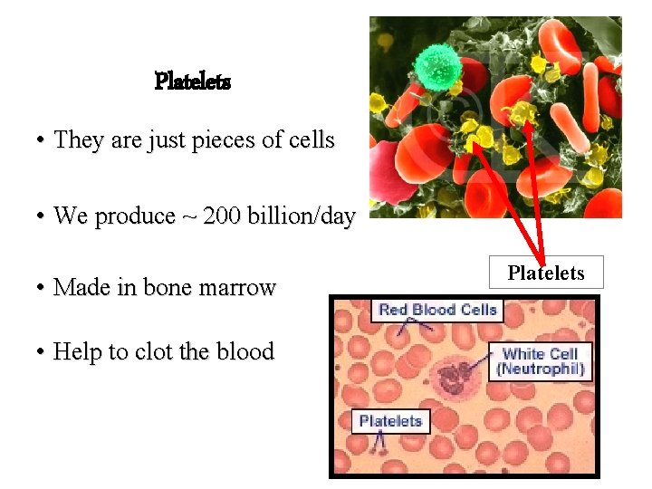 Platelets • They are just pieces of cells • We produce ~ 200 billion/day