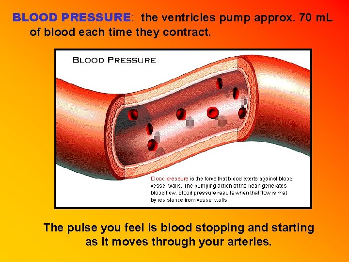 BLOOD PRESSURE: the ventricles pump approx. 70 m. L of blood each time they