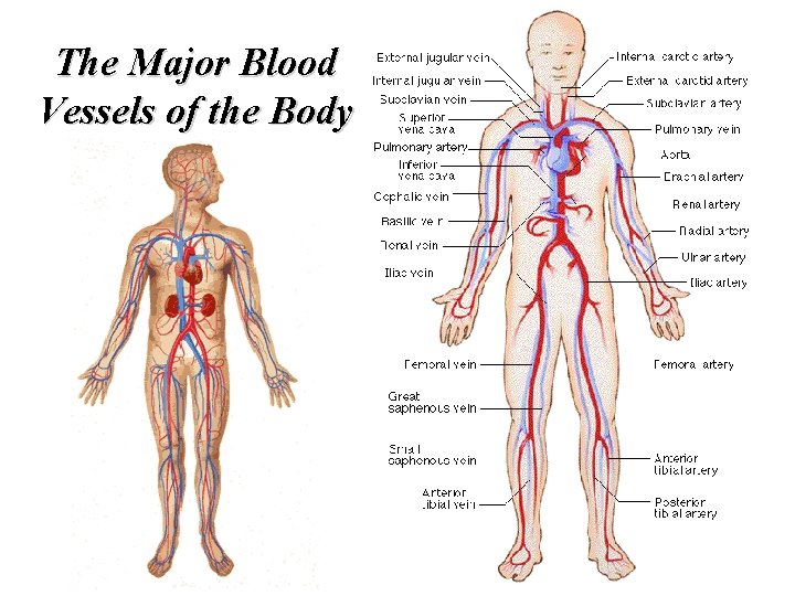 The Major Blood Vessels of the Body 
