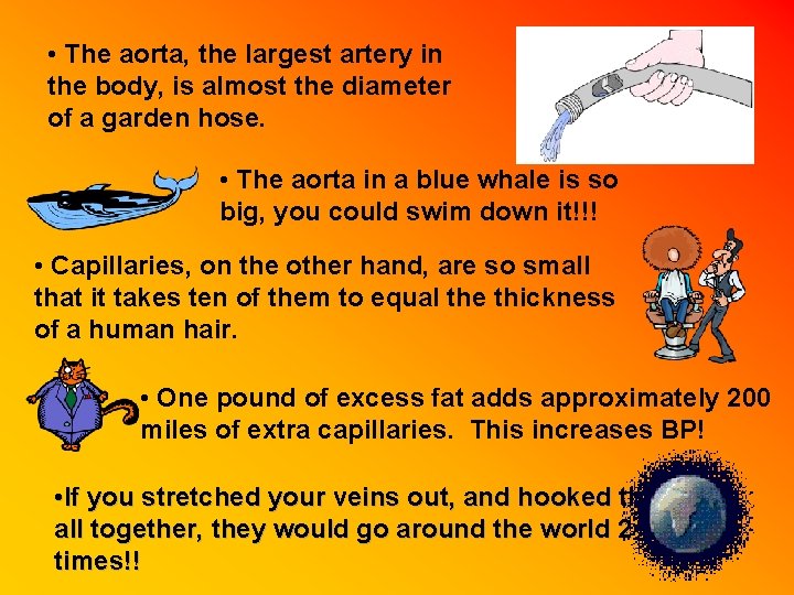  • The aorta, the largest artery in the body, is almost the diameter