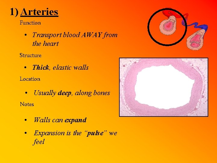 1) Arteries Function • Transport blood AWAY from the heart Structure • Thick, elastic