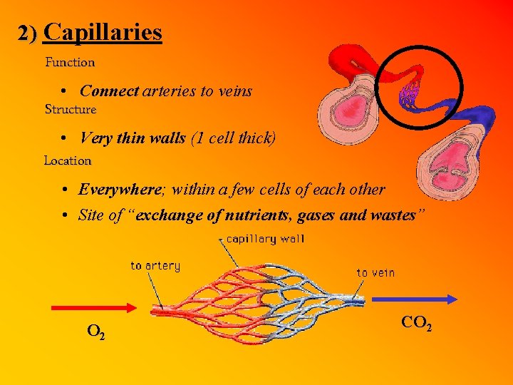 2) Capillaries Function • Connect arteries to veins Structure • Very thin walls (1