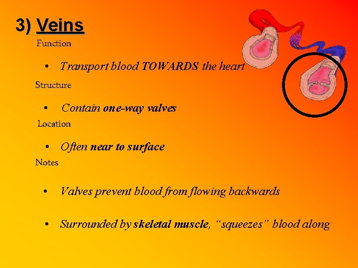3) Veins Function • Transport blood TOWARDS the heart Structure • Contain one-way valves