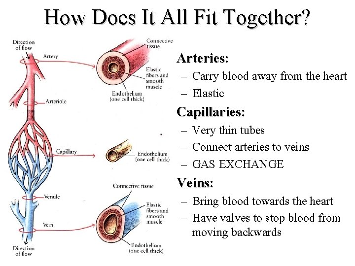 How Does It All Fit Together? • Arteries: – Carry blood away from the