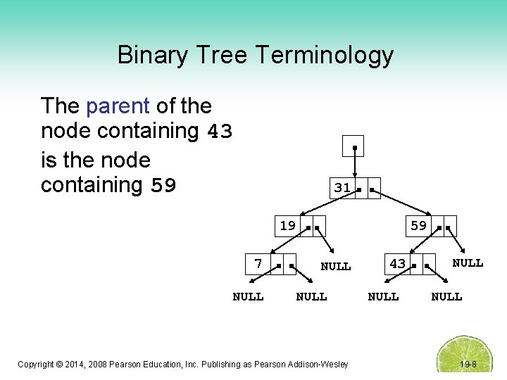 Binary Tree Terminology The parent of the node containing 43 is the node containing