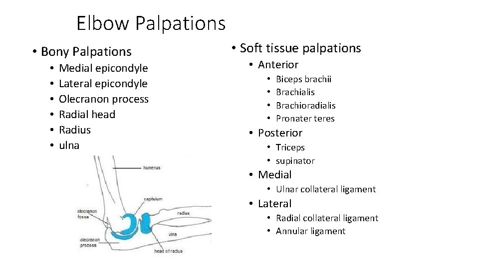 Elbow Palpations • Bony Palpations • • • Medial epicondyle Lateral epicondyle Olecranon process