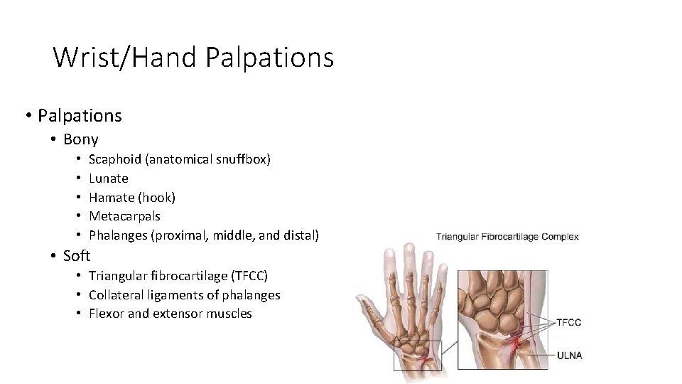 Wrist/Hand Palpations • Bony • • • Scaphoid (anatomical snuffbox) Lunate Hamate (hook) Metacarpals