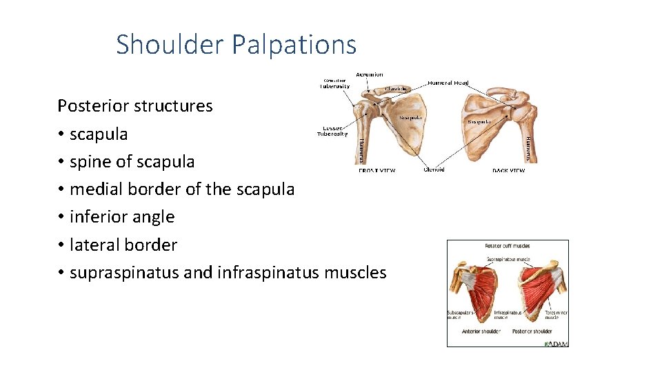 Shoulder Palpations Posterior structures • scapula • spine of scapula • medial border of