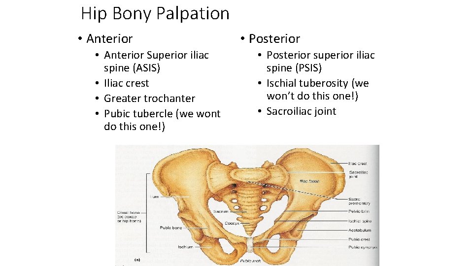 Hip Bony Palpation • Anterior Superior iliac spine (ASIS) • Iliac crest • Greater