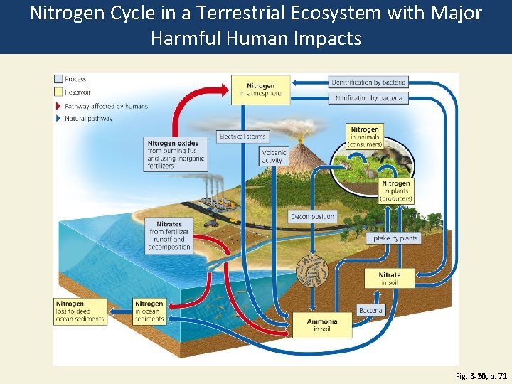 Nitrogen Cycle in a Terrestrial Ecosystem with Major Harmful Human Impacts Fig. 3 -20,