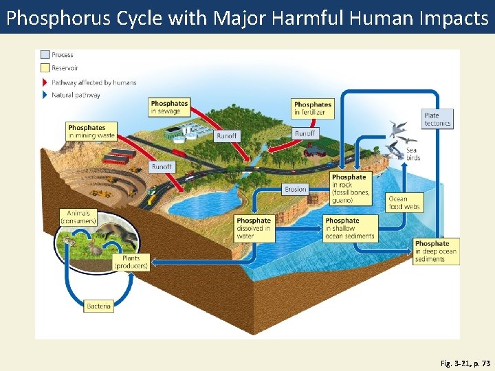 Phosphorus Cycle with Major Harmful Human Impacts Fig. 3 -21, p. 73 
