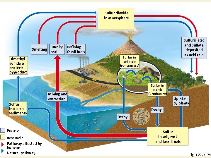 Sulfur dioxide in atmosphere Smelting Burning Refining coal fossil fuels Sulfur in animals (consumers)