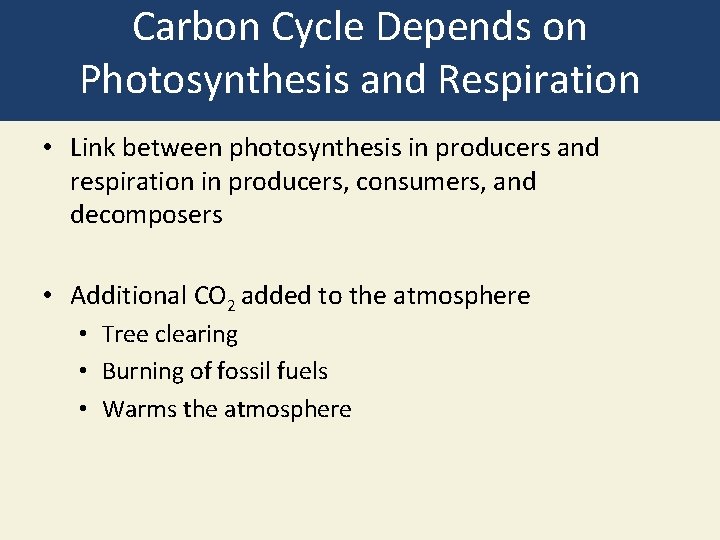 Carbon Cycle Depends on Photosynthesis and Respiration • Link between photosynthesis in producers and