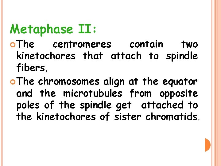 Metaphase II: The centromeres contain two kinetochores that attach to spindle fibers. The chromosomes