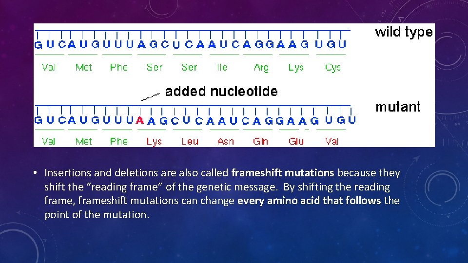  • Insertions and deletions are also called frameshift mutations because they shift the