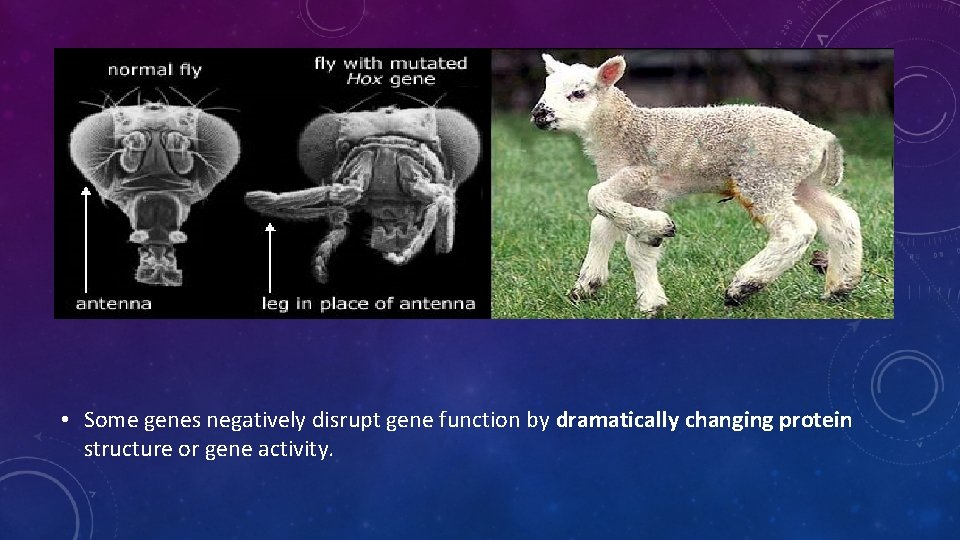  • Some genes negatively disrupt gene function by dramatically changing protein structure or