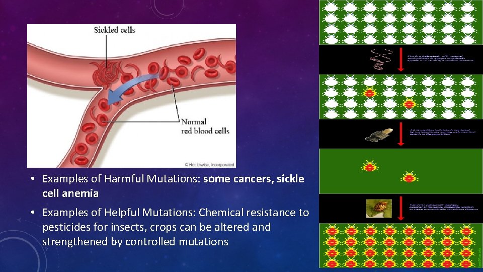  • Examples of Harmful Mutations: some cancers, sickle cell anemia • Examples of