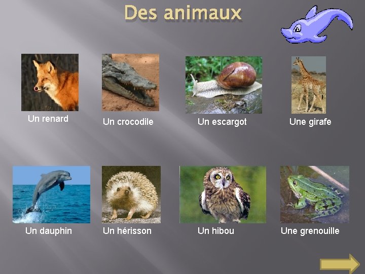 Des animaux Un renard Un crocodile Un escargot Un dauphin Un hérisson Un hibou