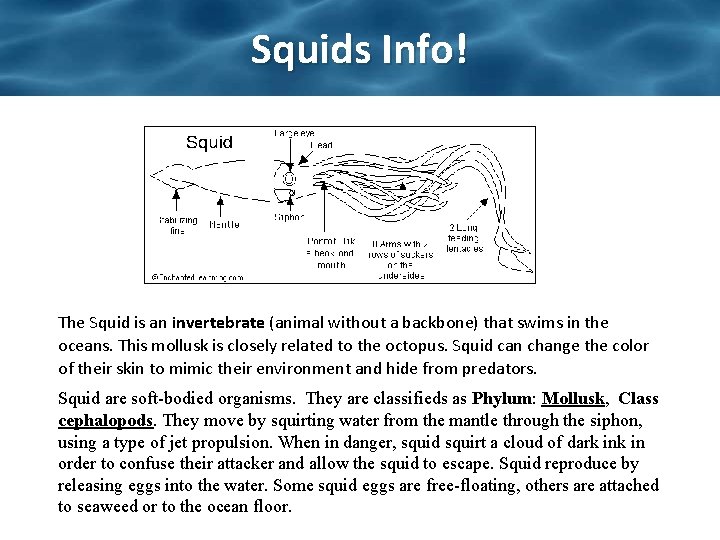 Squids Info! The Squid is an invertebrate (animal without a backbone) that swims in Squids Info! The Squid is an invertebrate (animal without a backbone) that swims in