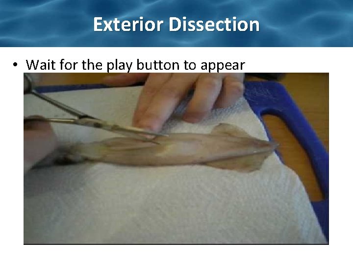 Exterior Dissection • Wait for the play button to appear Exterior Dissection • Wait for the play button to appear