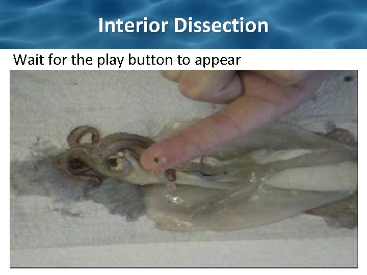 Interior Dissection Wait for the play button to appear Interior Dissection Wait for the play button to appear