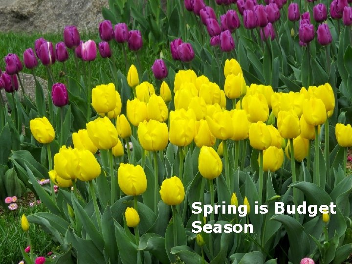 Spring is Budget Season 