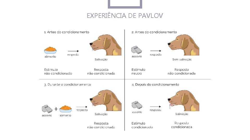 EXPERIÊNCIA DE PAVLOV 