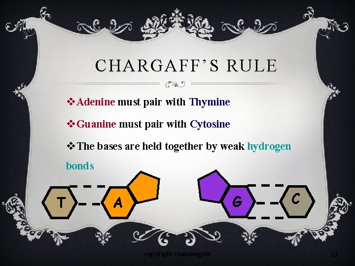 CHARGAFF ’ S RULE v Adenine must pair with Thymine v Guanine must pair