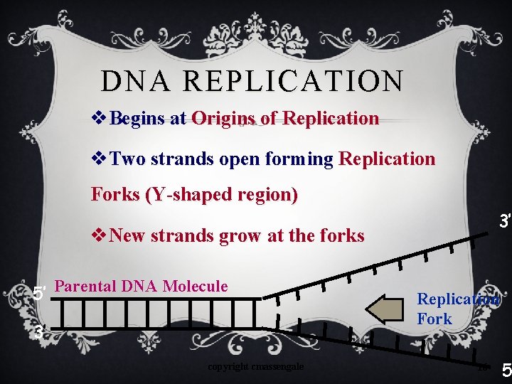 DNA REPLICATION v. Begins at Origins of Replication v. Two strands open forming Replication