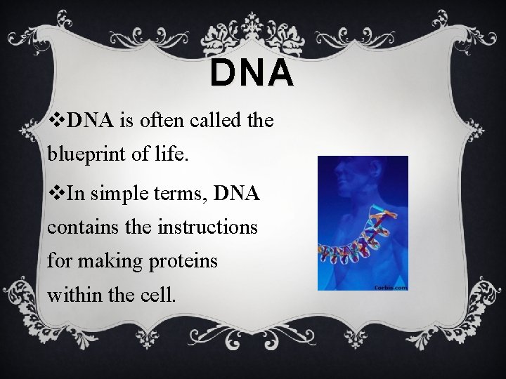 DNA v. DNA is often called the blueprint of life. v. In simple terms,