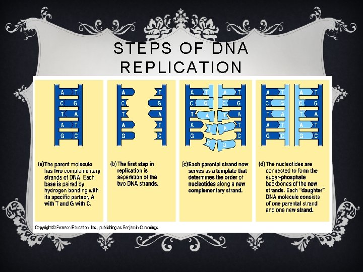 STEPS OF DNA REPLICATION 