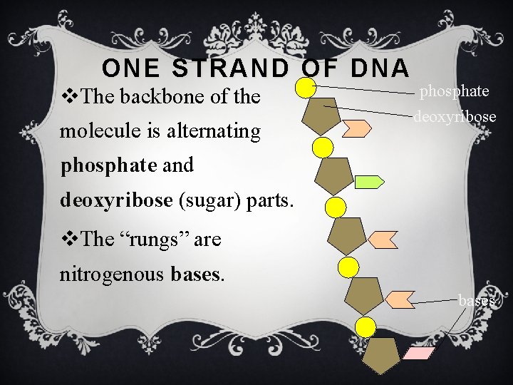 ONE STRAND OF DNA v. The backbone of the molecule is alternating phosphate deoxyribose