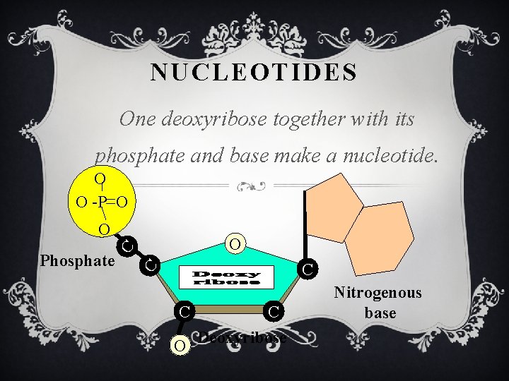 NUCLEOTIDES One deoxyribose together with its phosphate and base make a nucleotide. O O