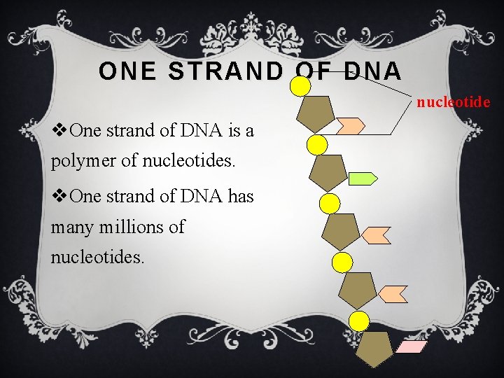 ONE STRAND OF DNA nucleotide v. One strand of DNA is a polymer of
