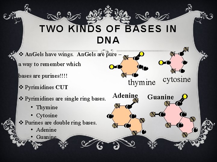 TWO KINDS OF BASES IN DNA v An. Gels have wings. An. Gels are