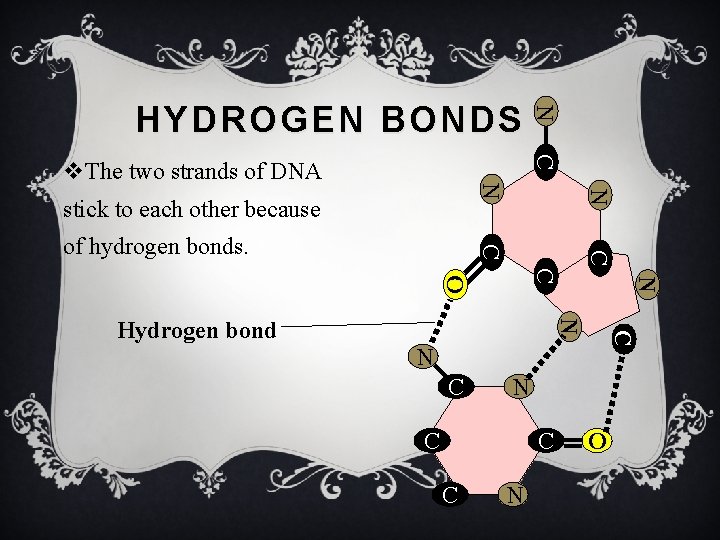 N HYDROGEN BONDS C stick to each other because C C of hydrogen bonds.