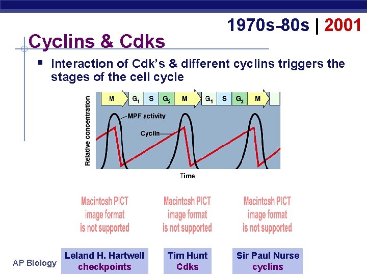 1970 s-80 s | 2001 Cyclins & Cdks § Interaction of Cdk’s & different