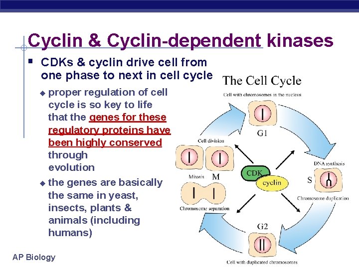 Cyclin & Cyclin-dependent kinases § CDKs & cyclin drive cell from one phase to