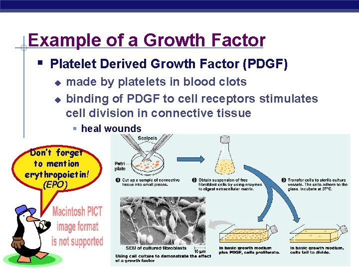Example of a Growth Factor § Platelet Derived Growth Factor (PDGF) u u made