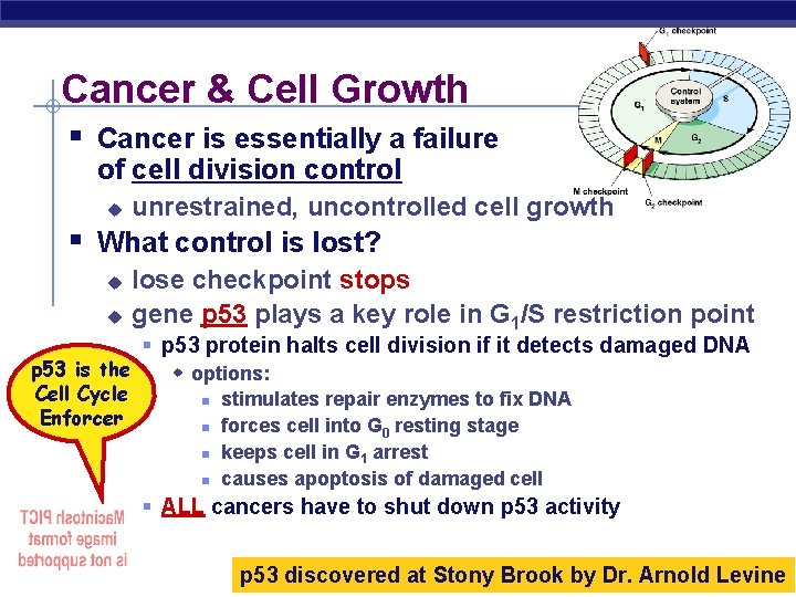 Cancer & Cell Growth § Cancer is essentially a failure of cell division control