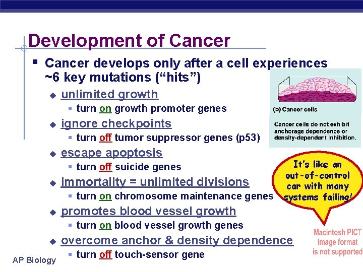 Development of Cancer § Cancer develops only after a cell experiences ~6 key mutations