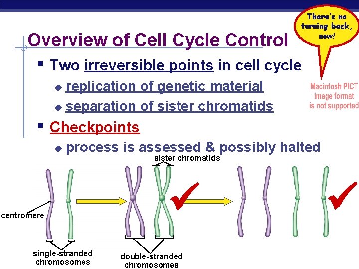 There’s no turning back, now! Overview of Cell Cycle Control § Two irreversible points