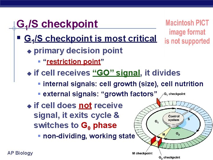 G 1/S checkpoint § G 1/S checkpoint is most critical u primary decision point