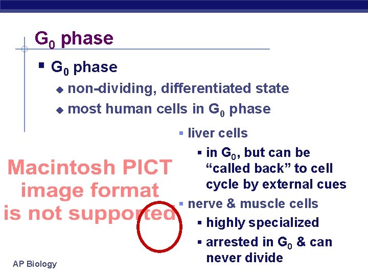 G 0 phase § G 0 phase non-dividing, differentiated state u most human cells