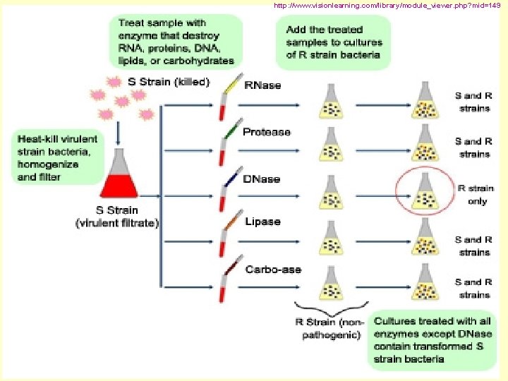 http: //www. visionlearning. com/library/module_viewer. php? mid=149 