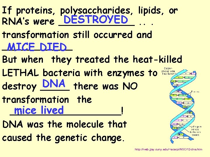 If proteins, polysaccharides, lipids, or DESTROYED. . . RNA’s were _______ transformation still occurred